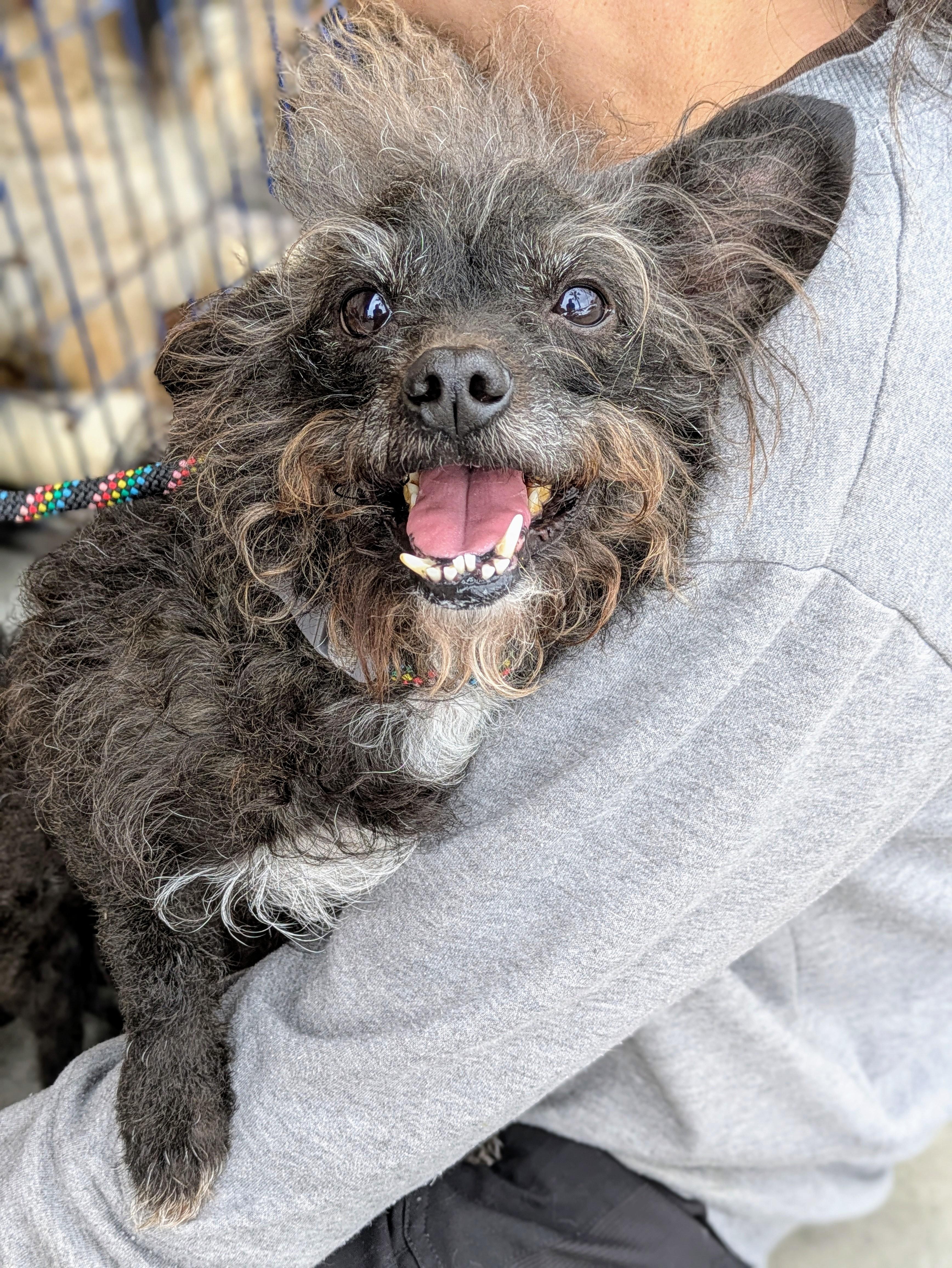 BuBu, an adoptable Terrier, Miniature Poodle in Ladson, SC, 29456 | Photo Image 3