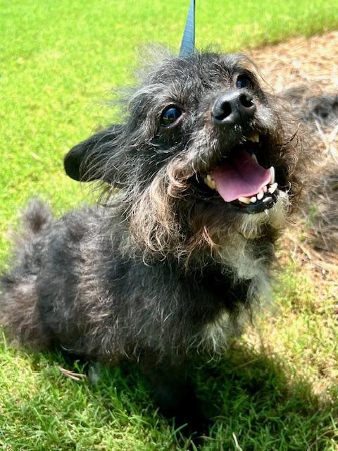 BuBu, a Adoptable mixed breed in Ladson, SC image 5/6