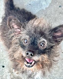 BuBu, a Adoptable mixed breed in Ladson, SC image 2/6