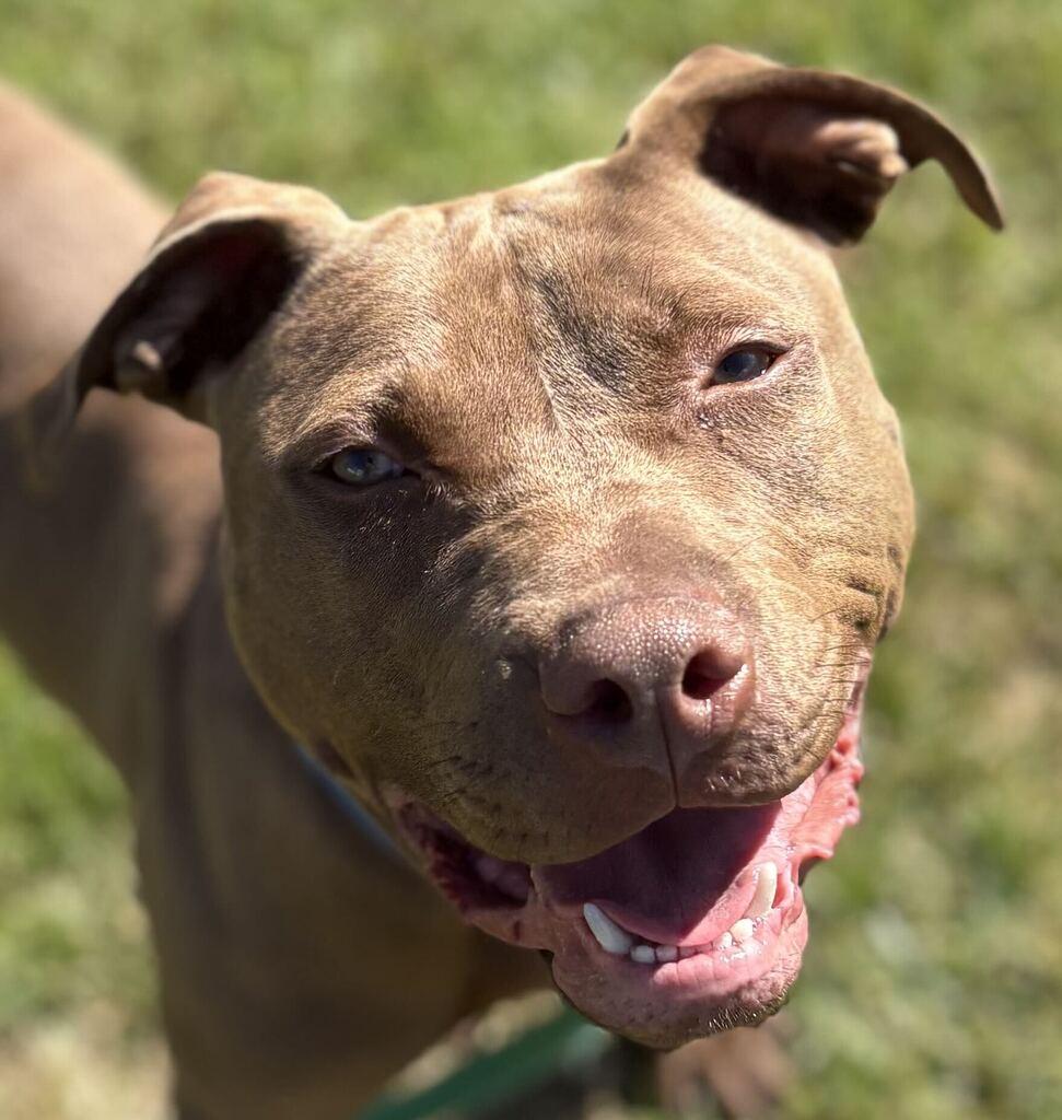 Enlarge Ozark, a Adoptable Mixed Breed in Jackson, MI image 1/6