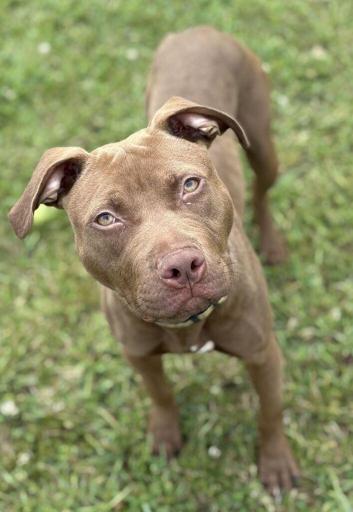 Ozark, a ADOPTABLE Mixed Breed in Jackson, MI image 2/5