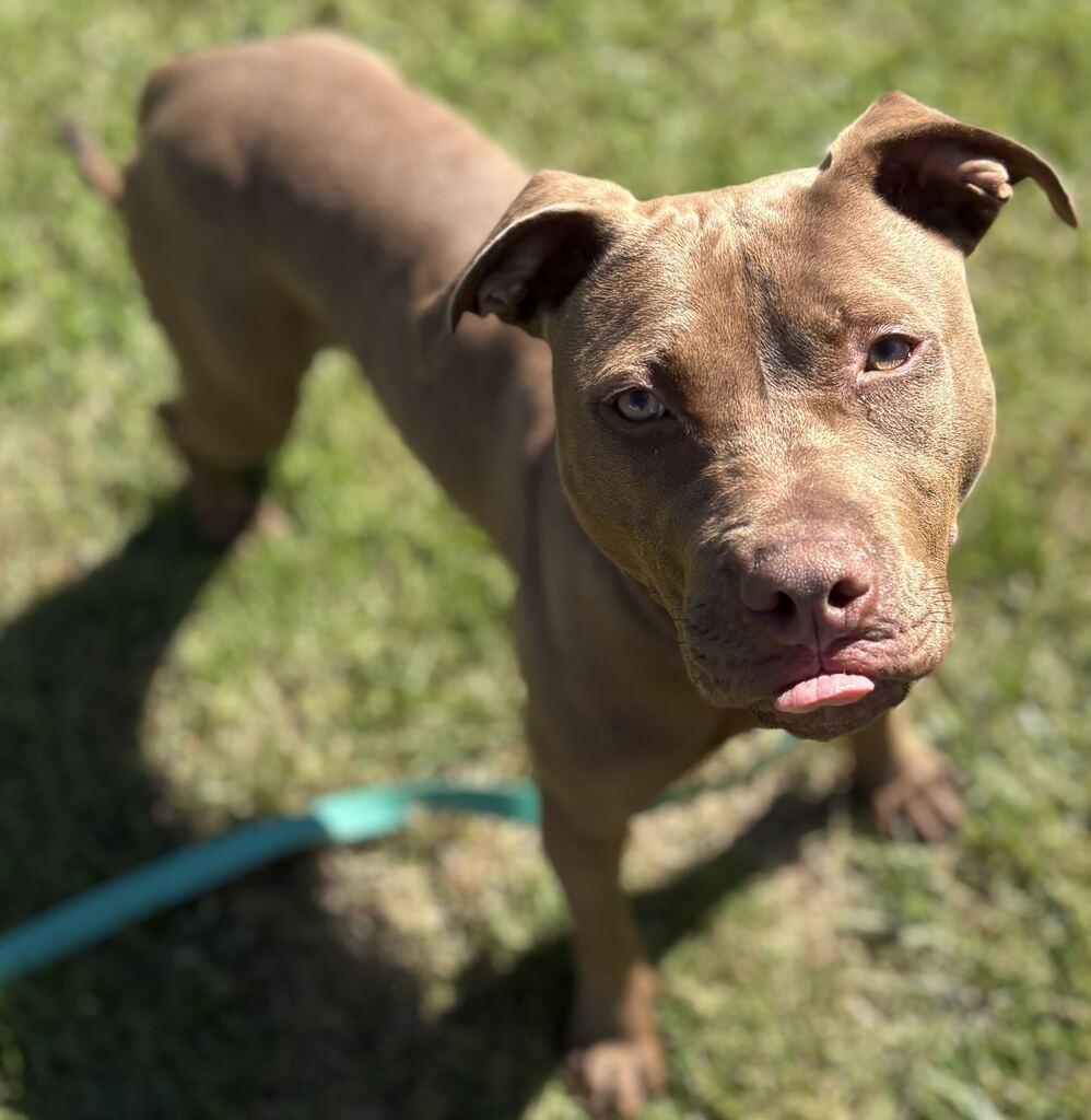 Enlarge Ozark, a Adoptable Mixed Breed in Jackson, MI image 6/6