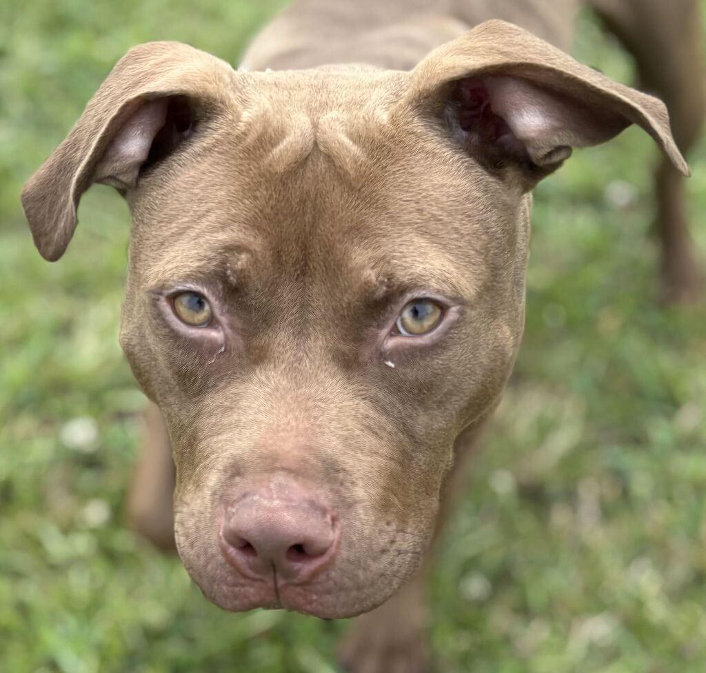 Ozark, a ADOPTABLE Mixed Breed in Jackson, MI image 5/5