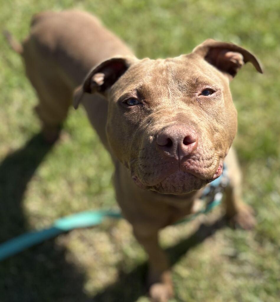 Enlarge Ozark, a Adoptable Mixed Breed in Jackson, MI image 5/6