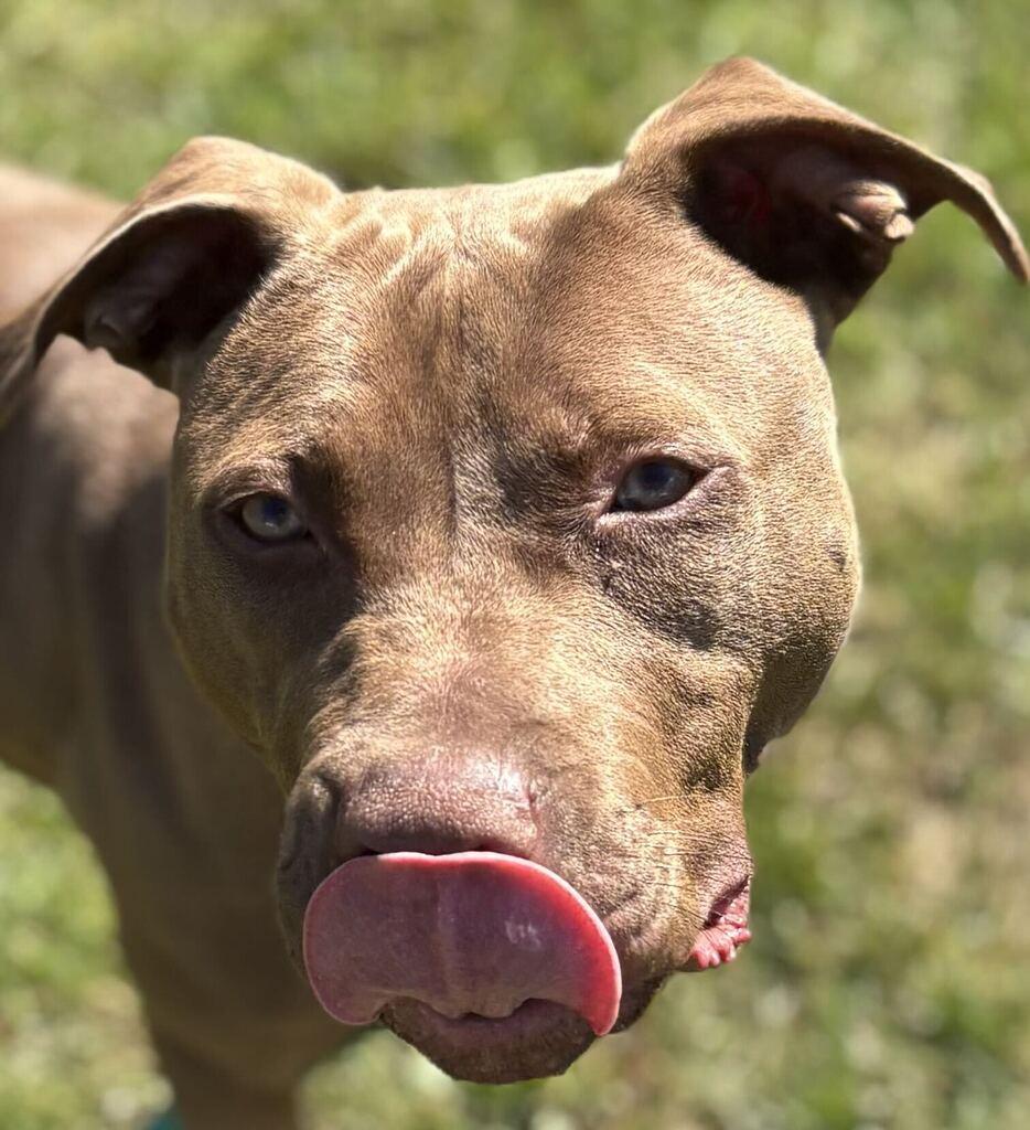 Enlarge Ozark, a Adoptable Mixed Breed in Jackson, MI image 2/6