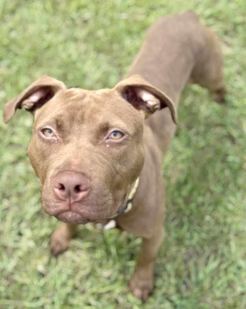 Ozark, a ADOPTABLE Mixed Breed in Jackson, MI image 3/5