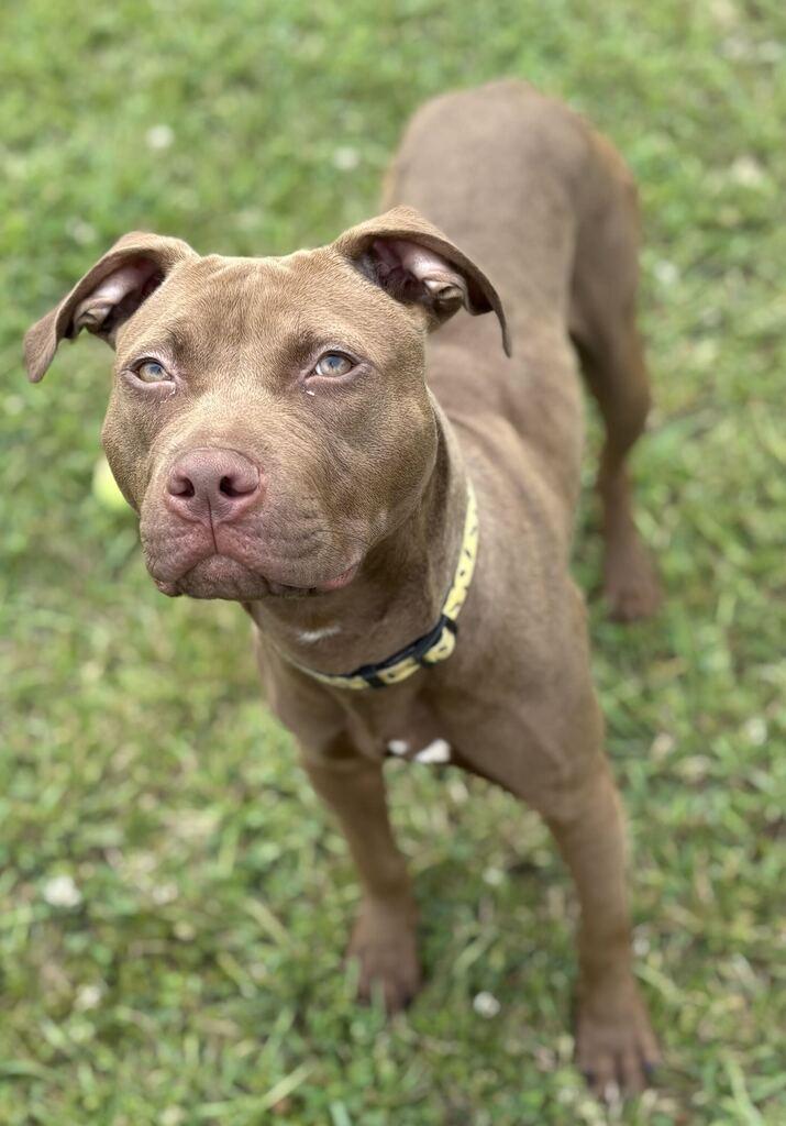 Ozark, ADOPTABLE, Young Male Mixed Breed.