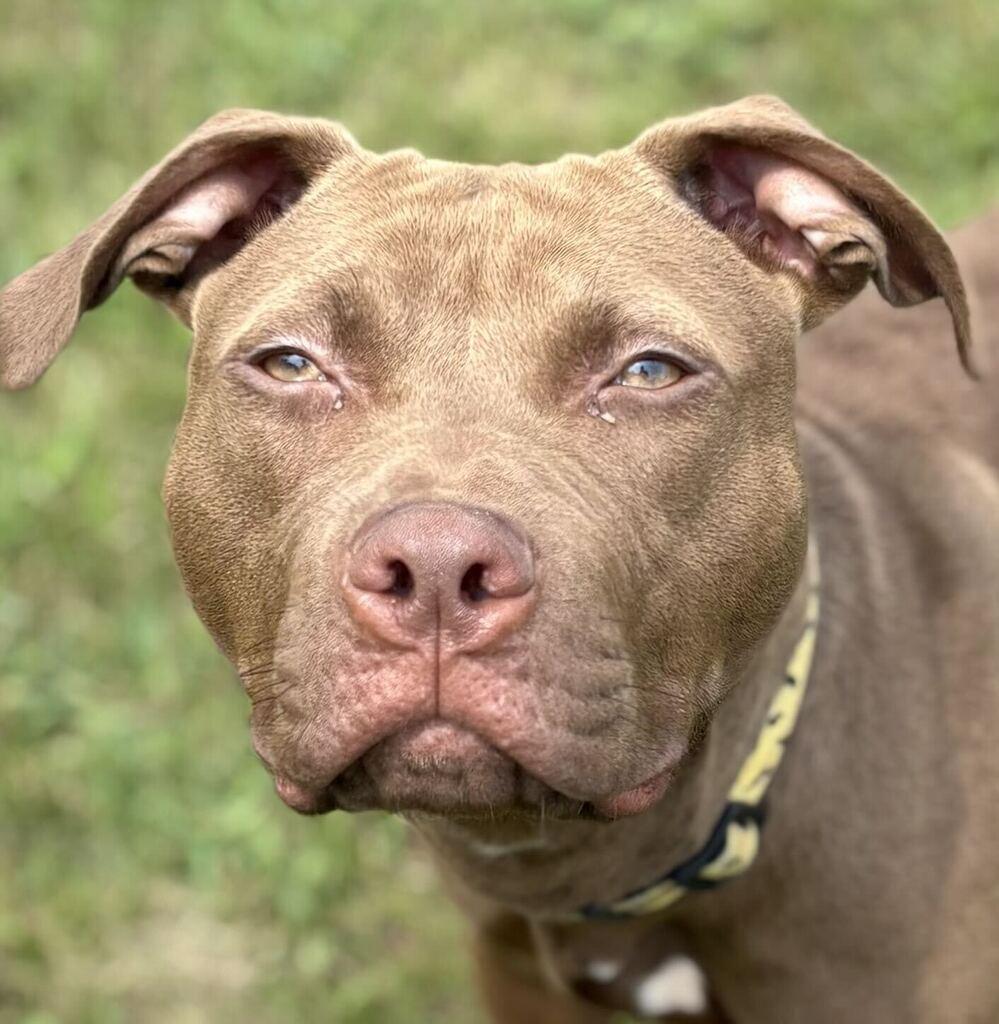 Ozark, a ADOPTABLE Mixed Breed in Jackson, MI image 4/5
