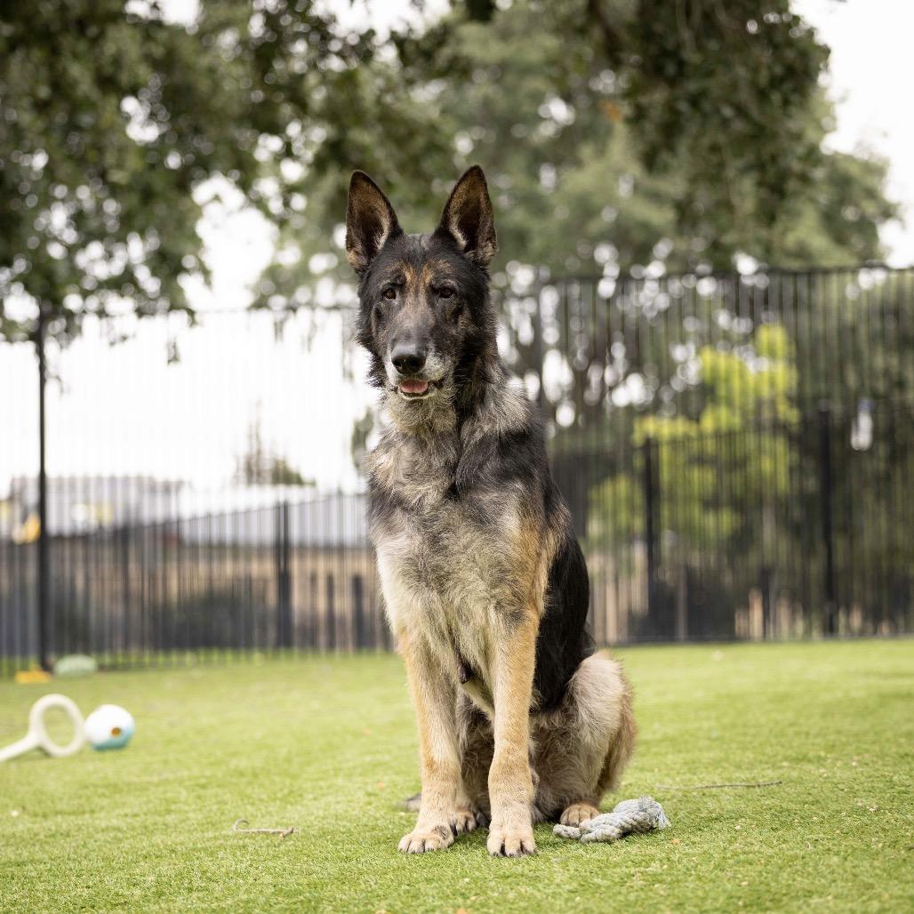 Otis, a ADOPTABLE German Shepherd Dog in Dublin, CA image 3/6