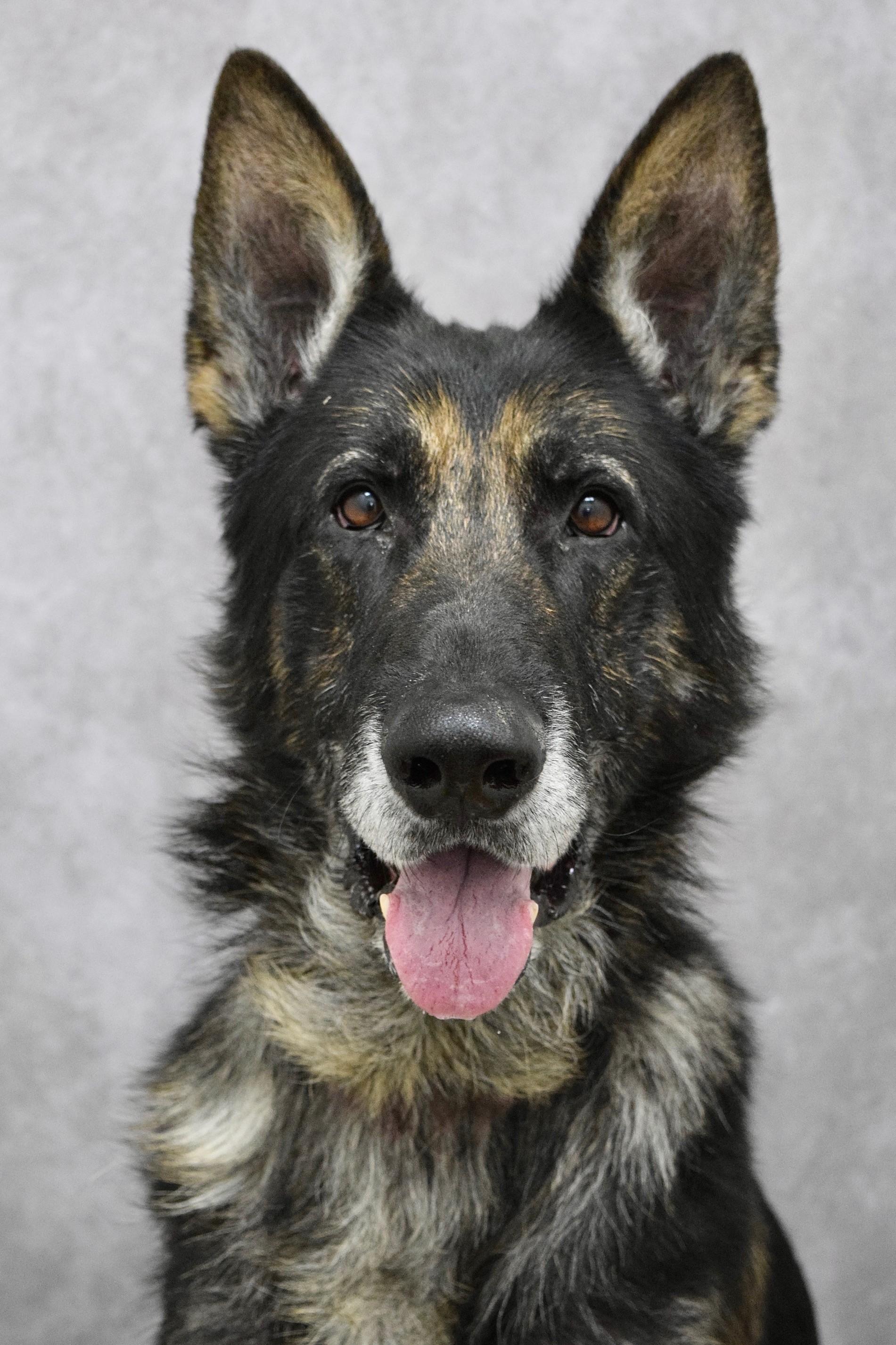 Otis, a ADOPTABLE German Shepherd Dog in Dublin, CA image 2/6