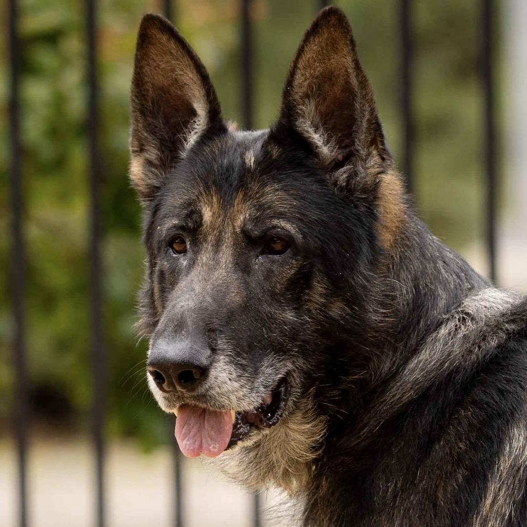 Otis, a ADOPTABLE German Shepherd Dog in Dublin, CA image 6/6