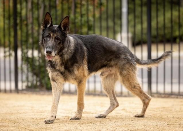 Otis, a ADOPTABLE German Shepherd Dog in Dublin, CA image 5/6