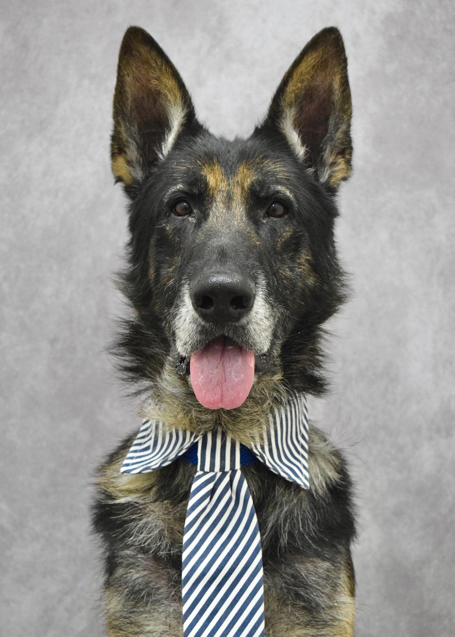Otis, ADOPTABLE, Senior Male German Shepherd Dog.