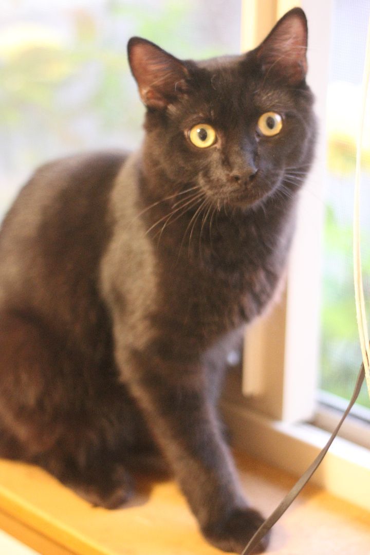 Nickens, a Adoptable Domestic Medium Hair in Gig Harbor, WA image 1/3