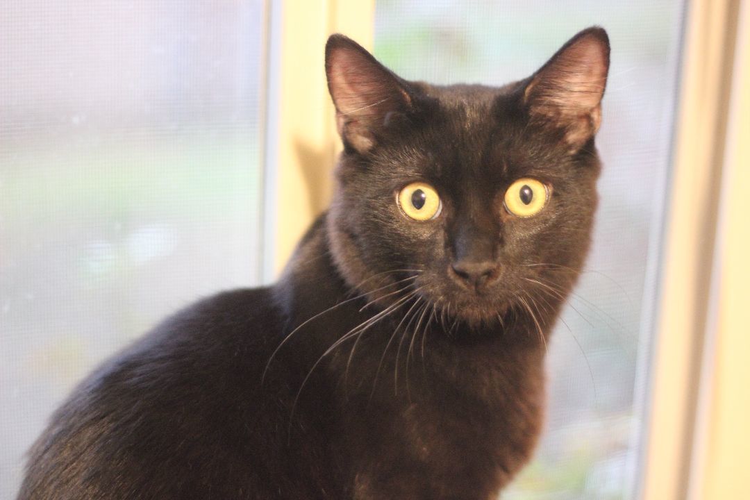 Nickens, a Adoptable Domestic Medium Hair in Gig Harbor, WA image 2/3