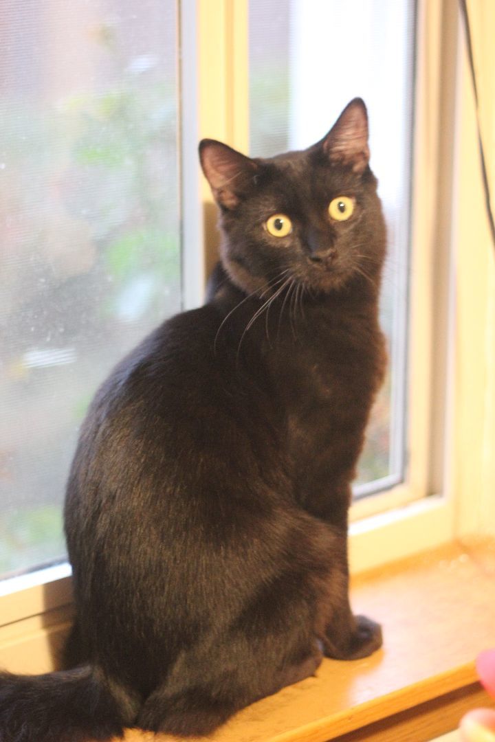 Nickens, a Adoptable Domestic Medium Hair in Gig Harbor, WA image 3/3