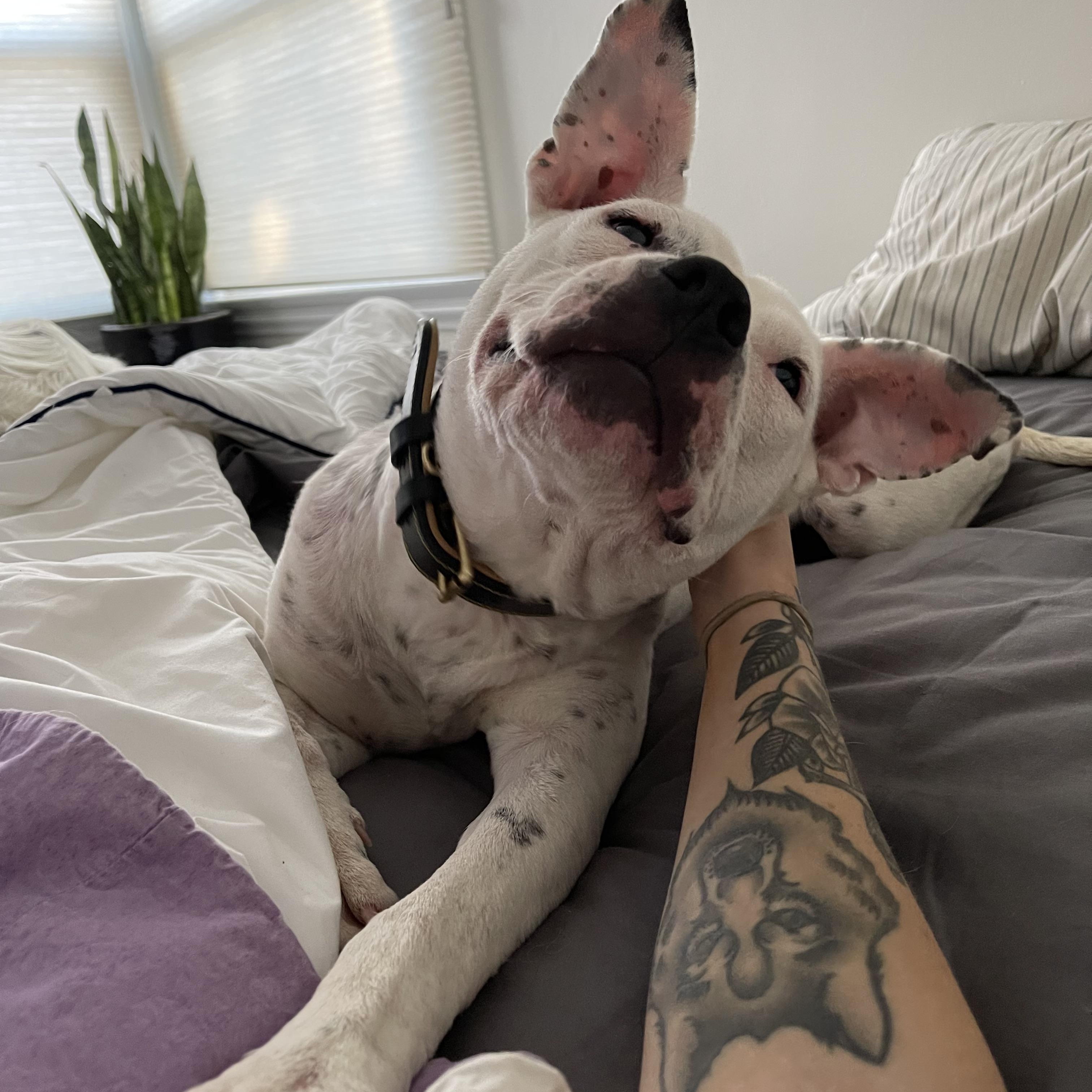 Tilly, ADOPTABLE, Adult Female Pit Bull Terrier & Australian Cattle Dog / Blue Heeler.