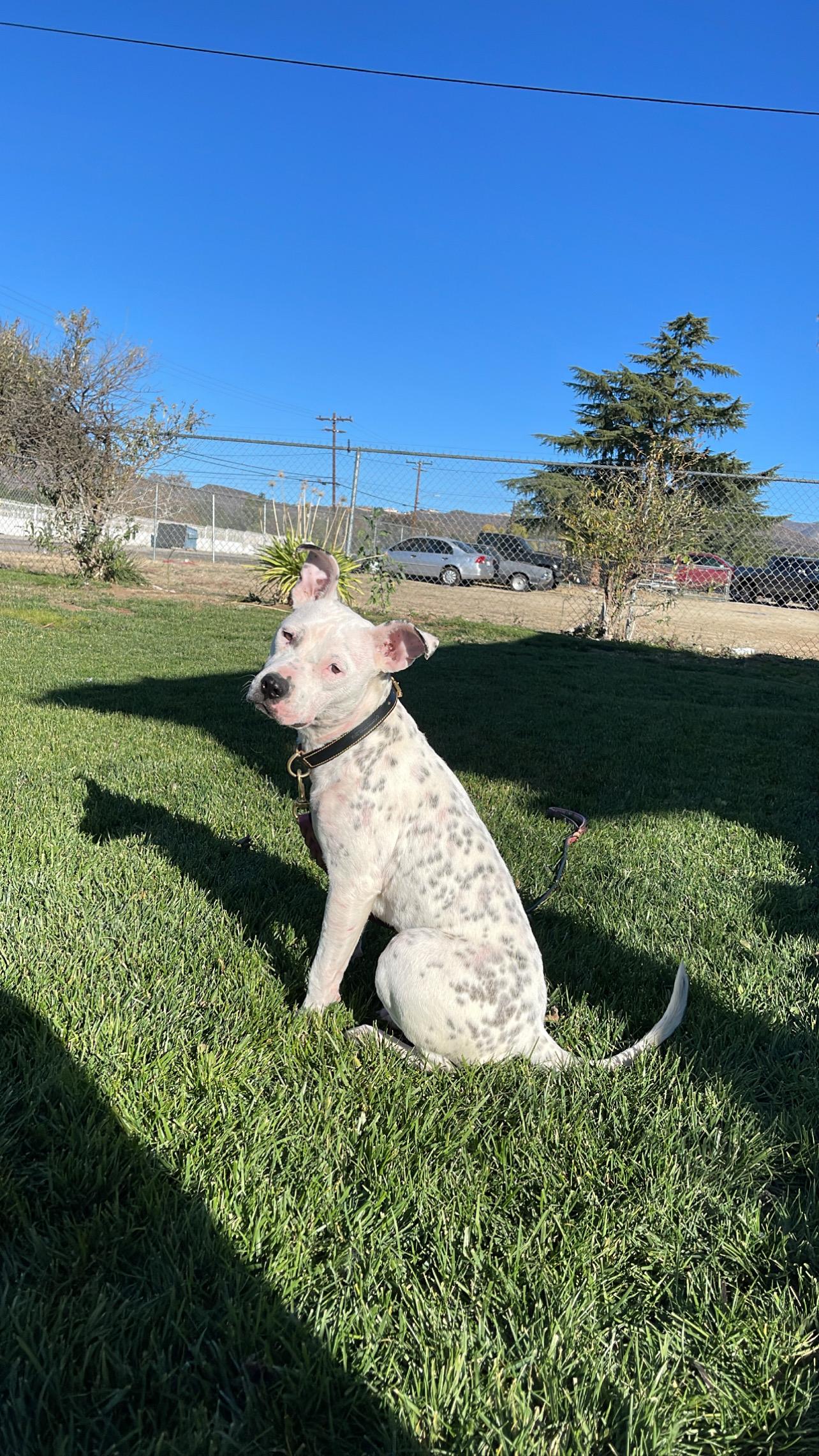 Enlarge Tilly, a ADOPTABLE mixed breed in Wilmington, NC image 3/4