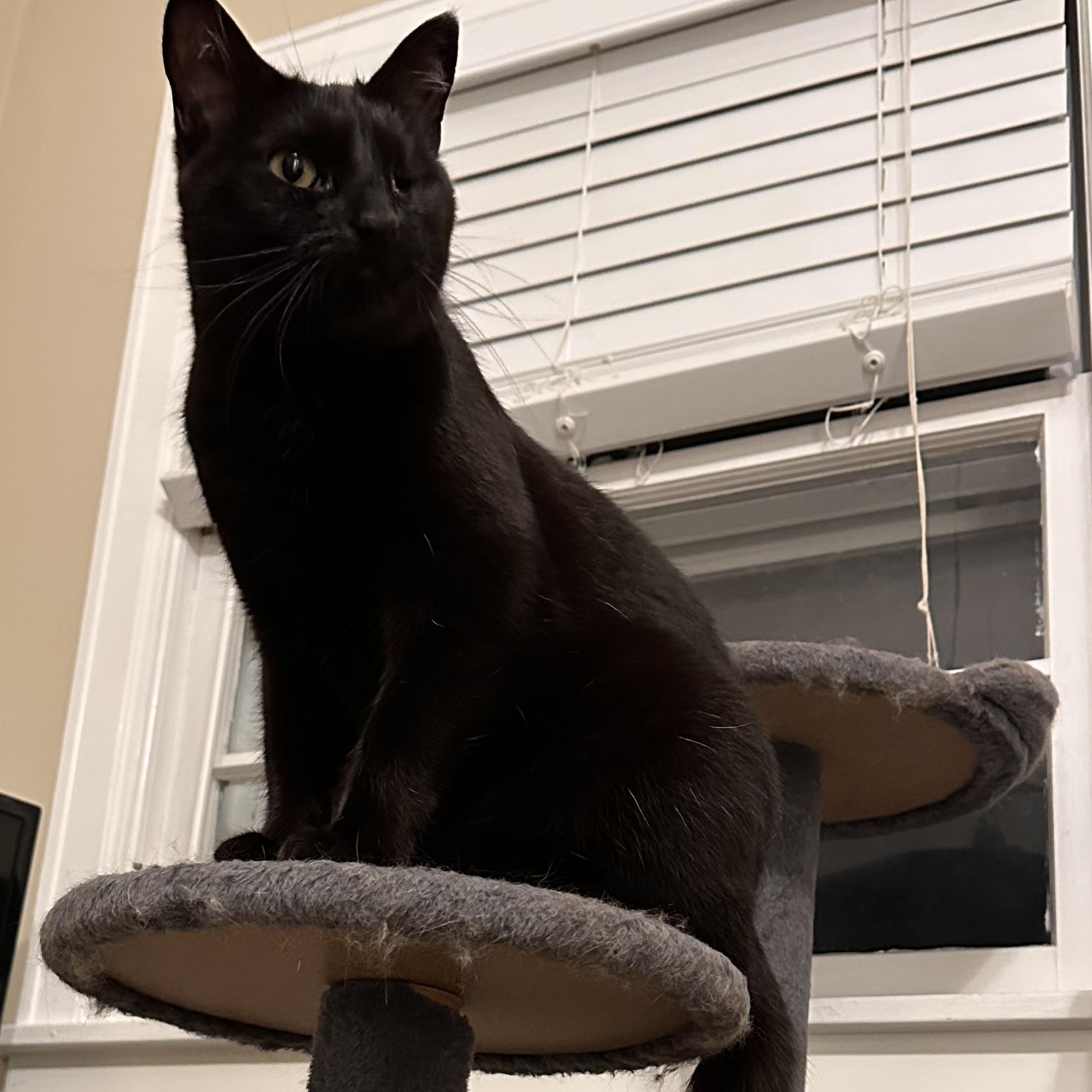 Rosey, ADOPTABLE, Adult Female Domestic Short Hair.