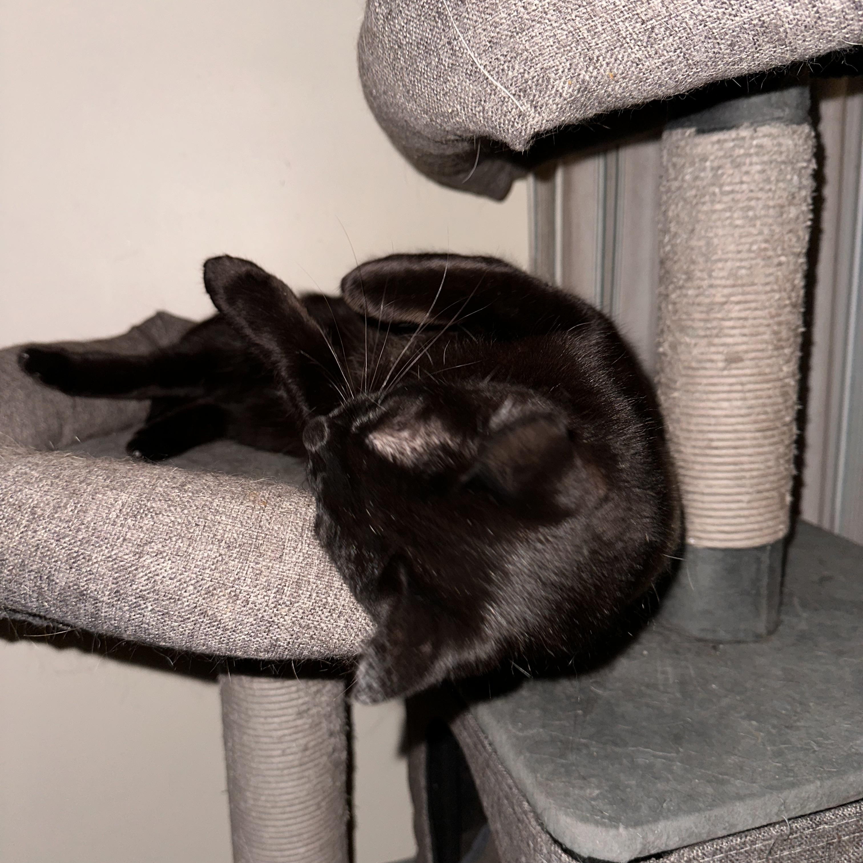 Rosey, a ADOPTABLE Domestic Short Hair in Belvidere, IL image 2/2