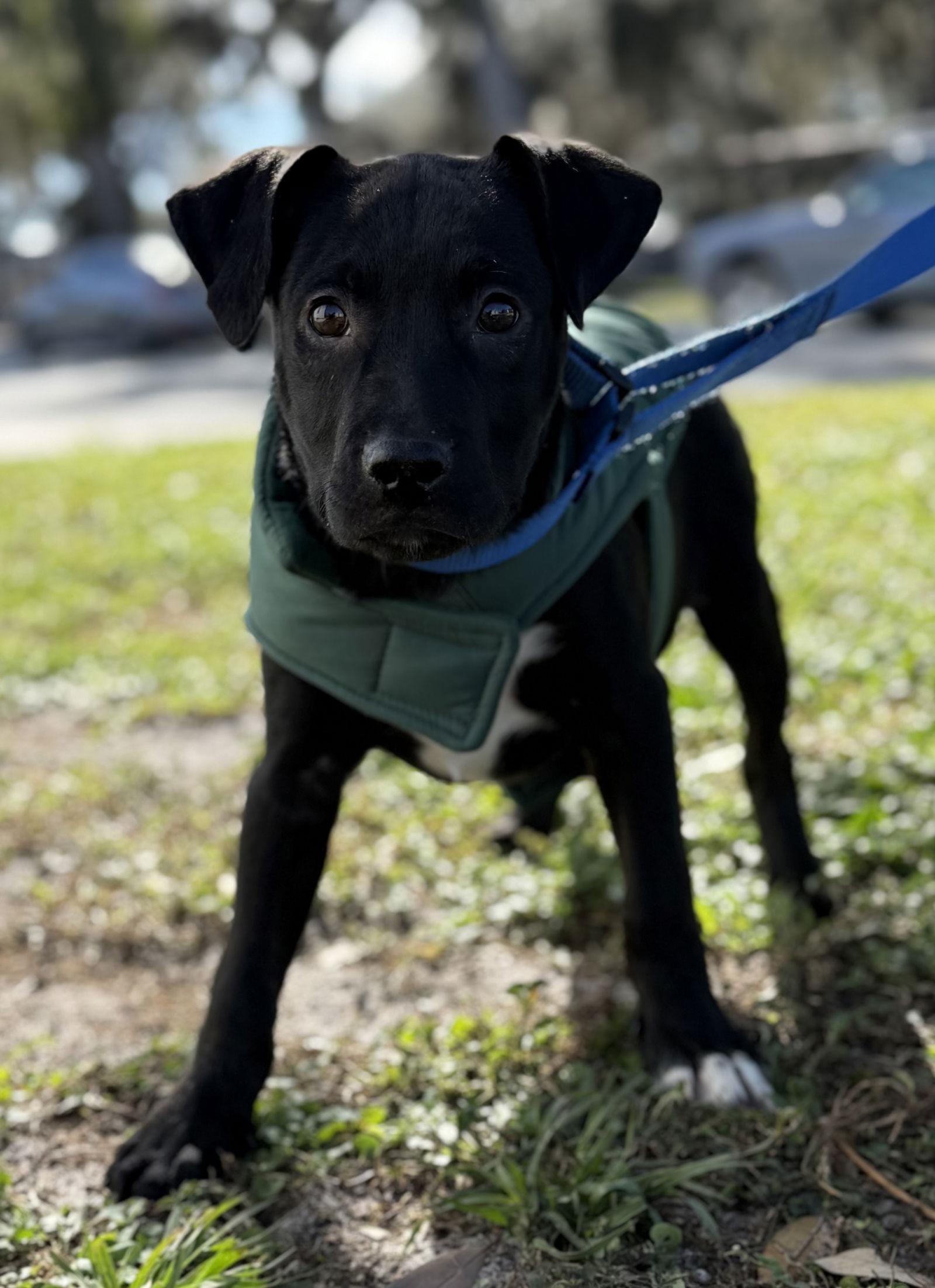 Reda, Adopted, Puppy Male Labrador Retriever.
