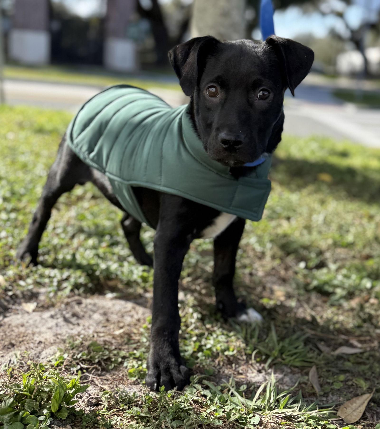 Reda, a Adopted Labrador Retriever in Sanford, FL image 2/2