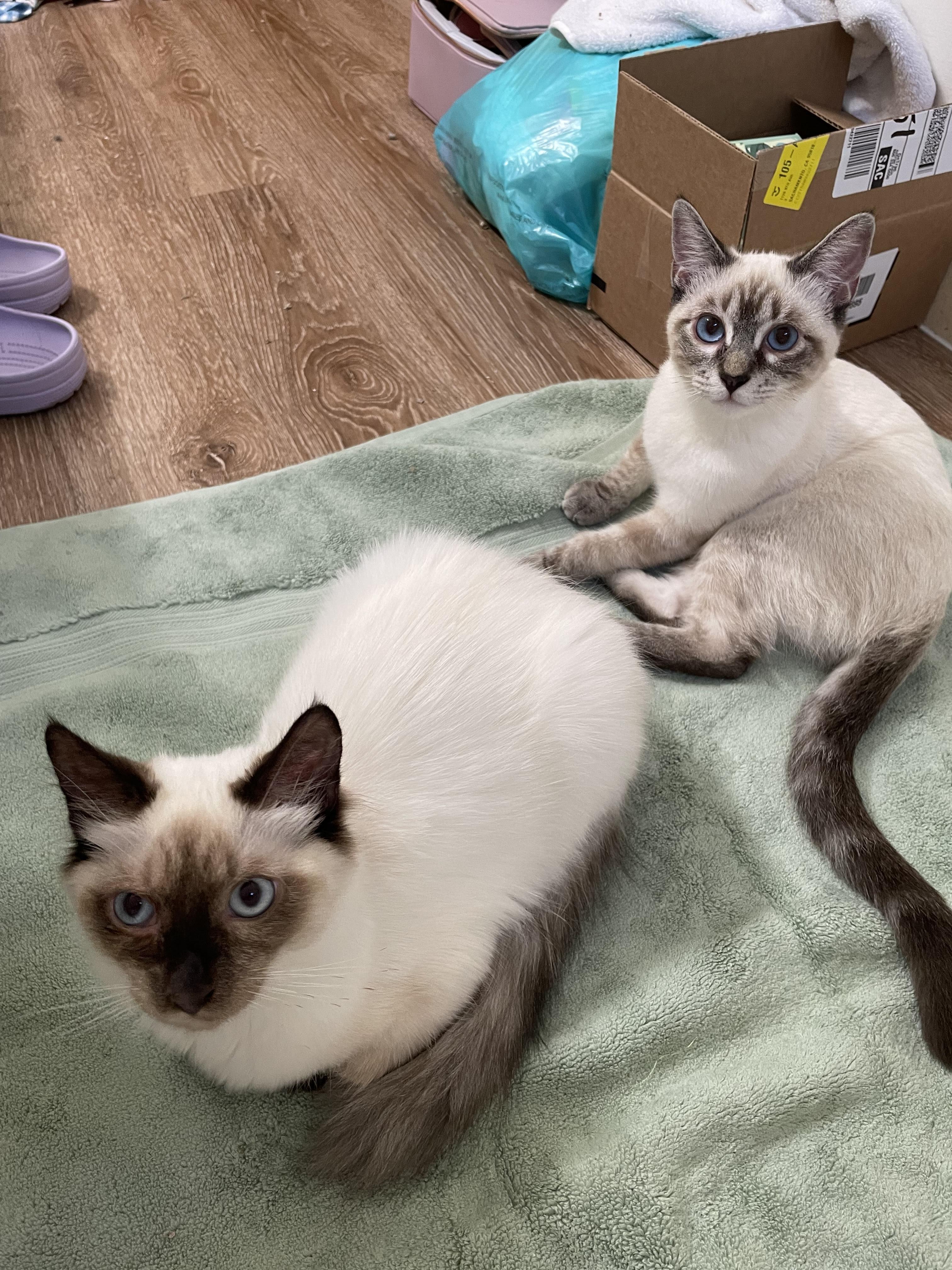 Garfunkel (Simone), a ADOPTABLE mixed breed in Davis, CA image 1/3