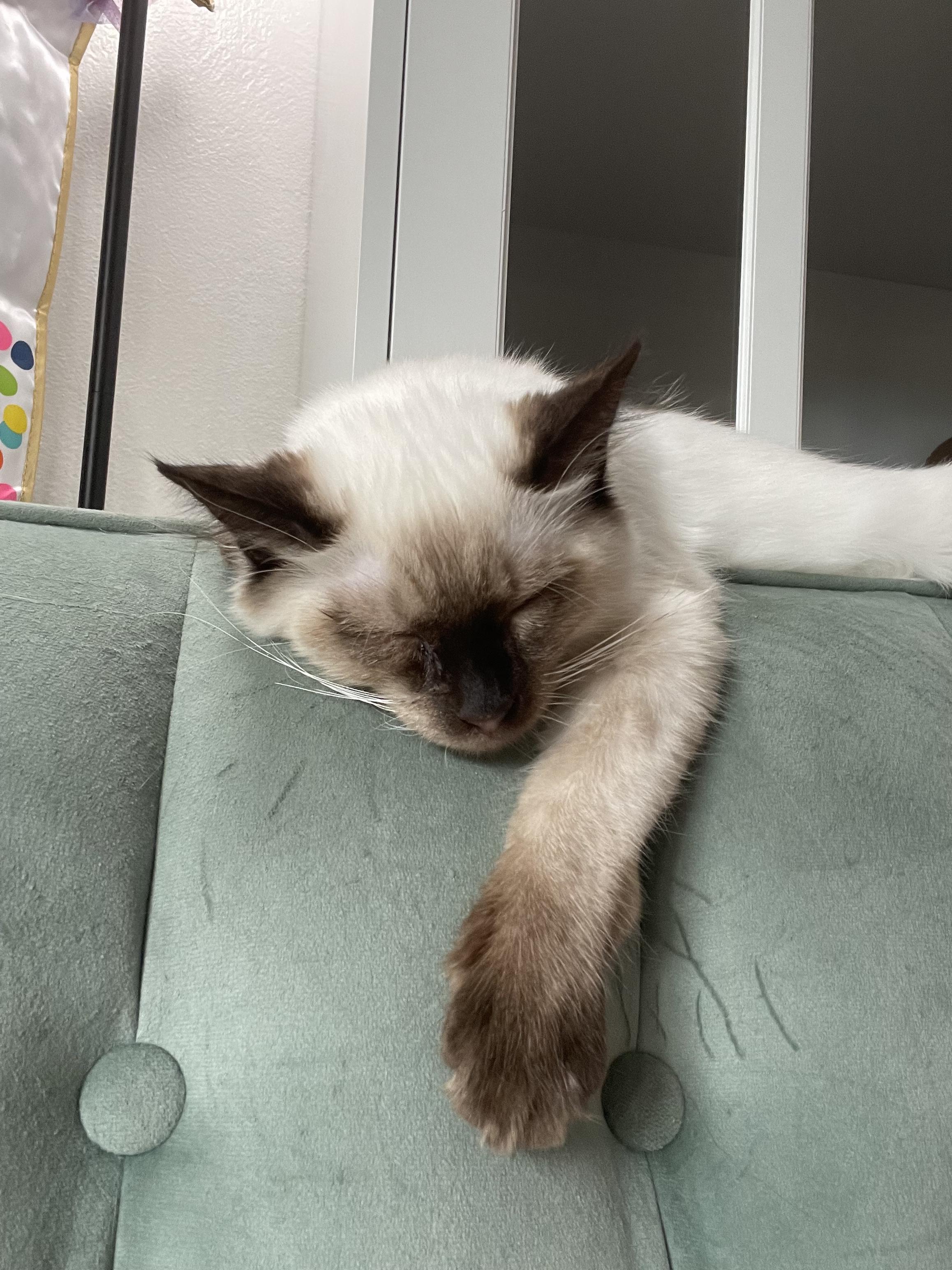 Garfunkel (Simone), ADOPTABLE, Young Male Ragdoll & Siamese.