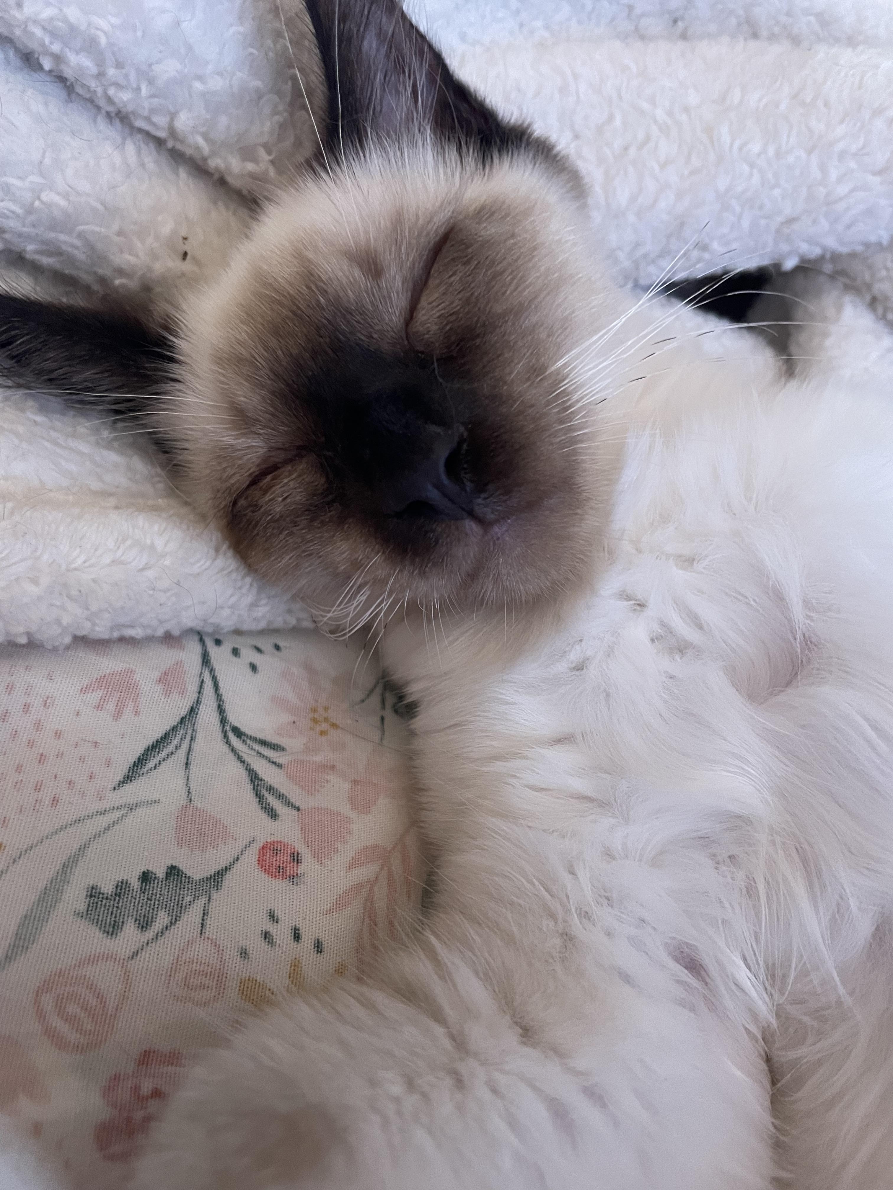 Garfunkel (Simone), a ADOPTABLE mixed breed in Davis, CA image 3/3