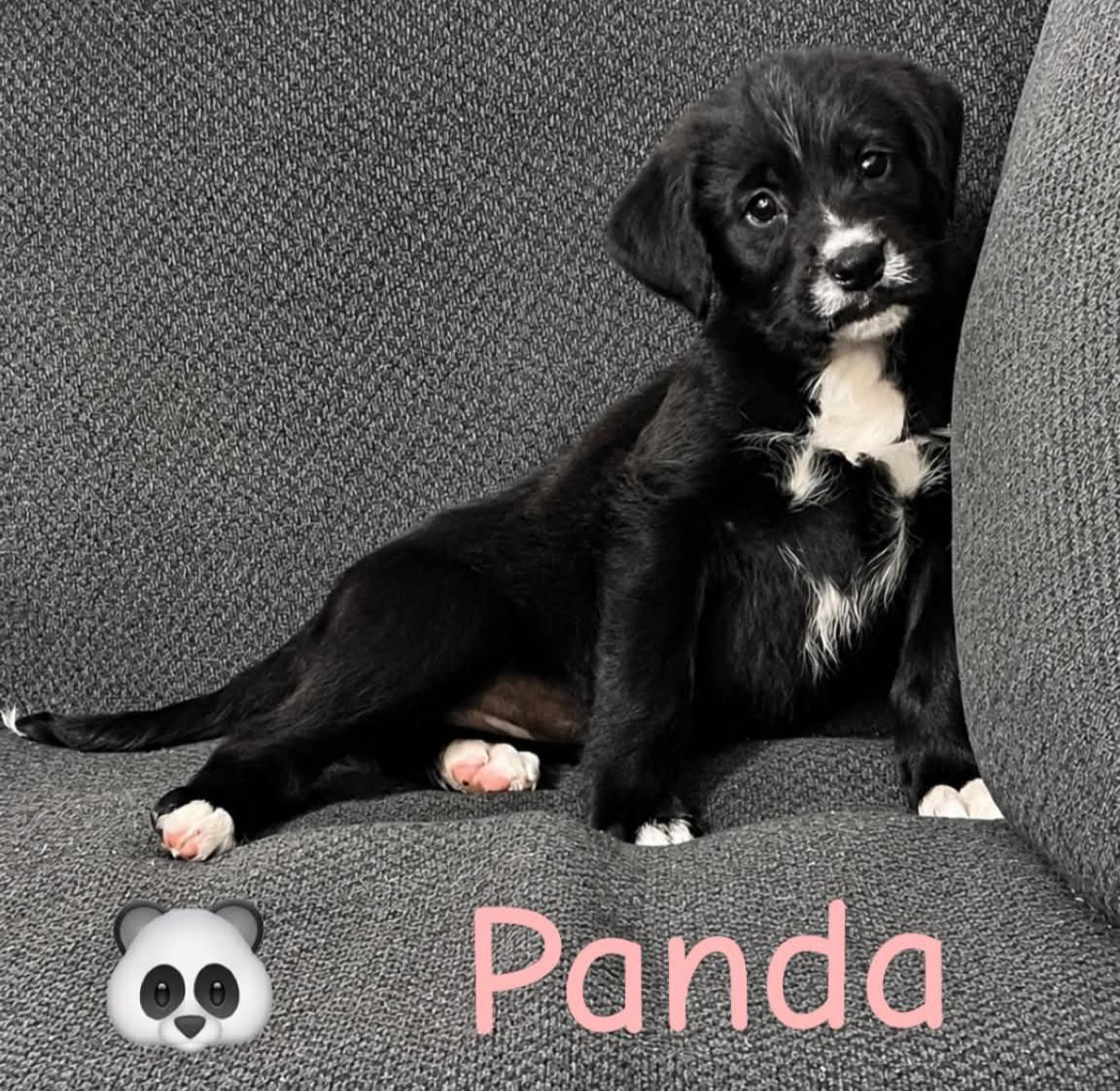 Enlarge Panda, a ADOPTABLE Labradoodle in Grand Rapids, MI image 1/1