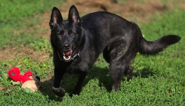 Amby, an adopted mixed breed in Greeneville, TN image 2/6