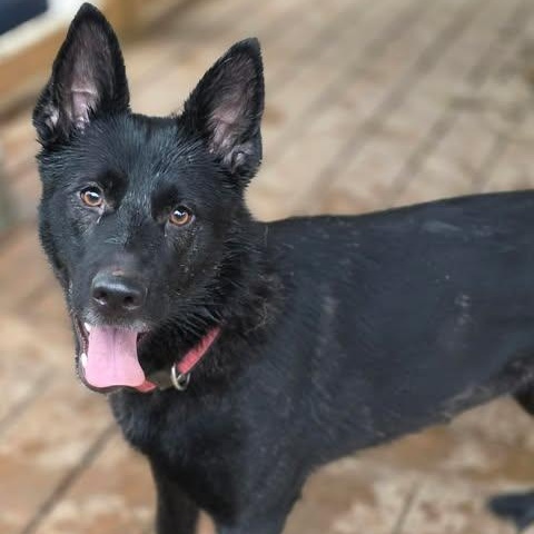 Amby, adopted, Young Female German Shepherd Dog.