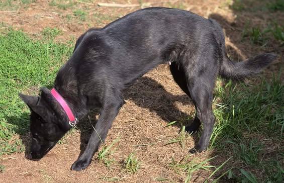Amby, an adopted mixed breed in Greeneville, TN image 5/6