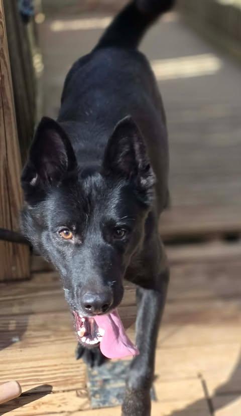 Amby, an adopted mixed breed in Greeneville, TN image 4/6