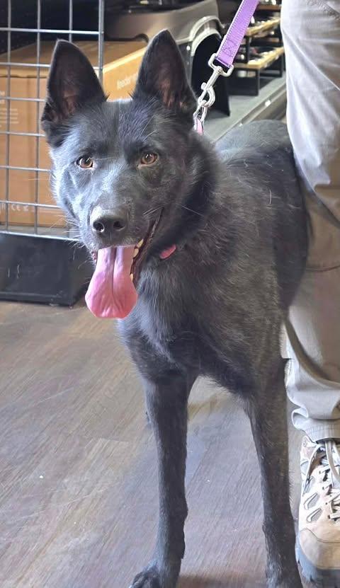 Amby, an adopted mixed breed in Greeneville, TN image 3/6