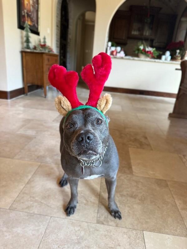 Lola Lovebug your Soulmate on Four Paws