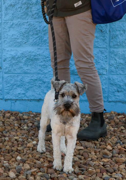 Duke, an adopted Schnauzer in Denver, CO image 3/4