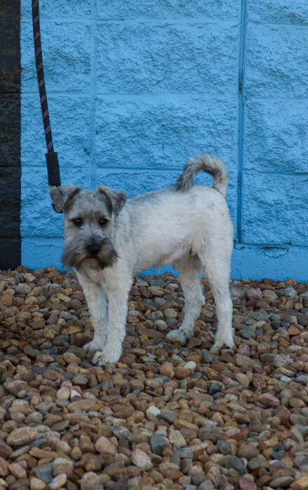 Duke, an adopted Schnauzer in Denver, CO image 2/4