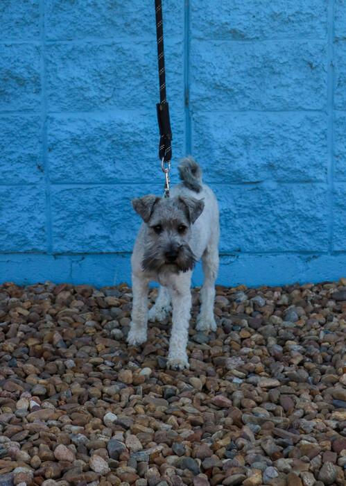 Duke, an adopted Schnauzer in Denver, CO image 4/4