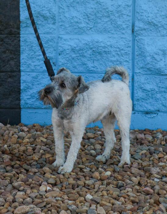 Duke, an adopted Schnauzer in Denver, CO image 1/4