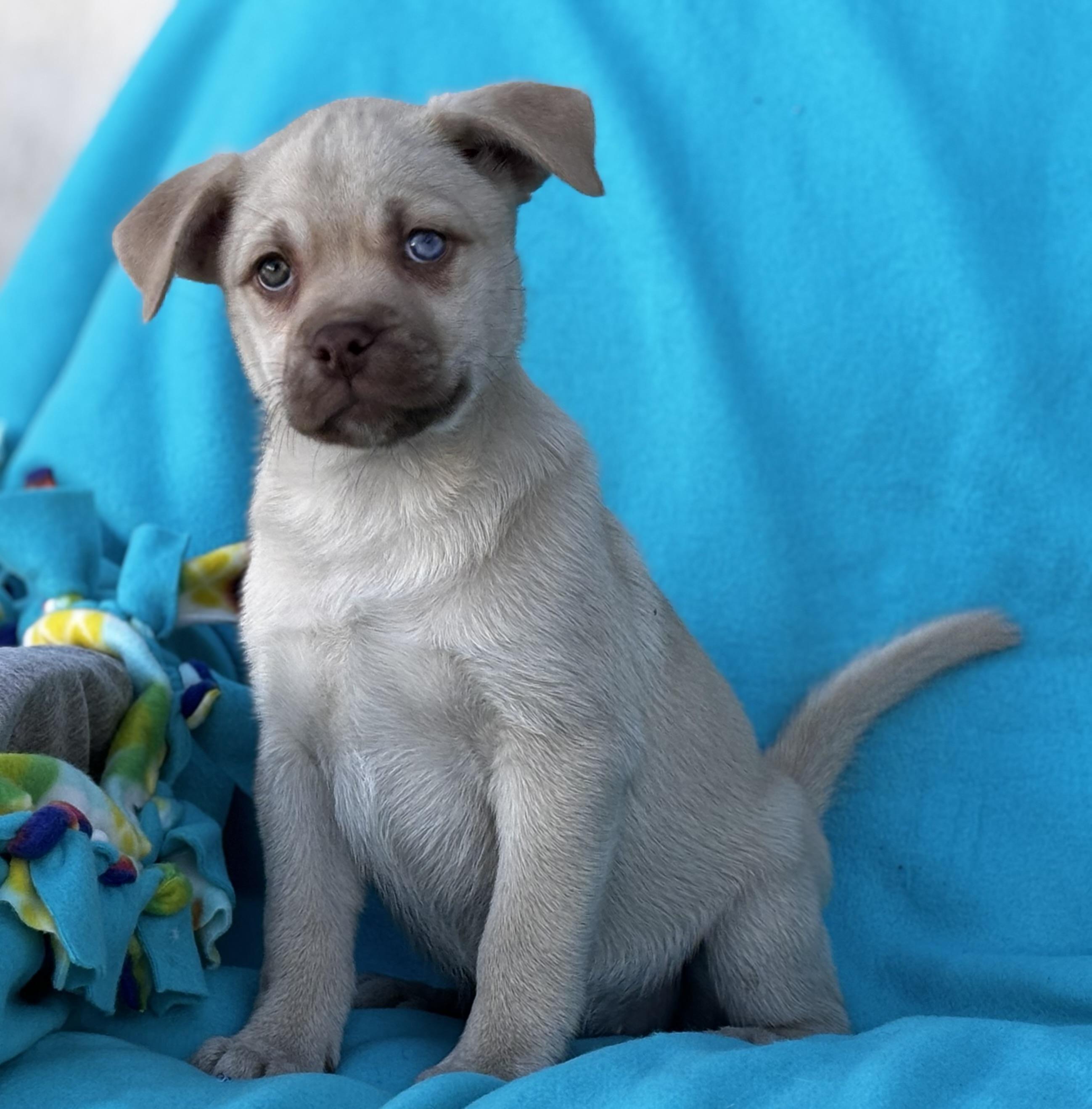 Ava, Adopted, Young Female Pug & Chihuahua.