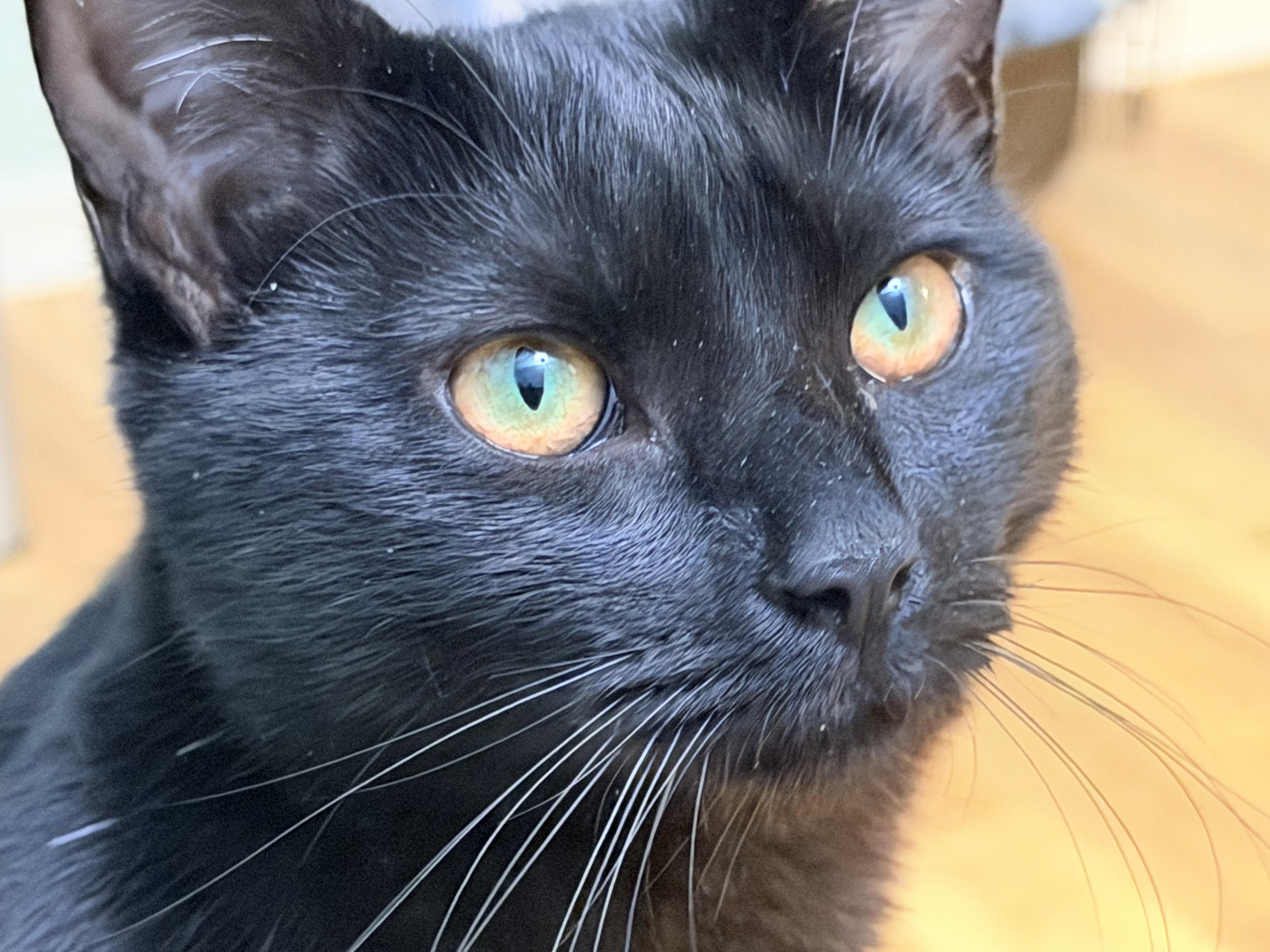 Flare, a Adoptable Domestic Short Hair in Beltsville, MD image 1/6