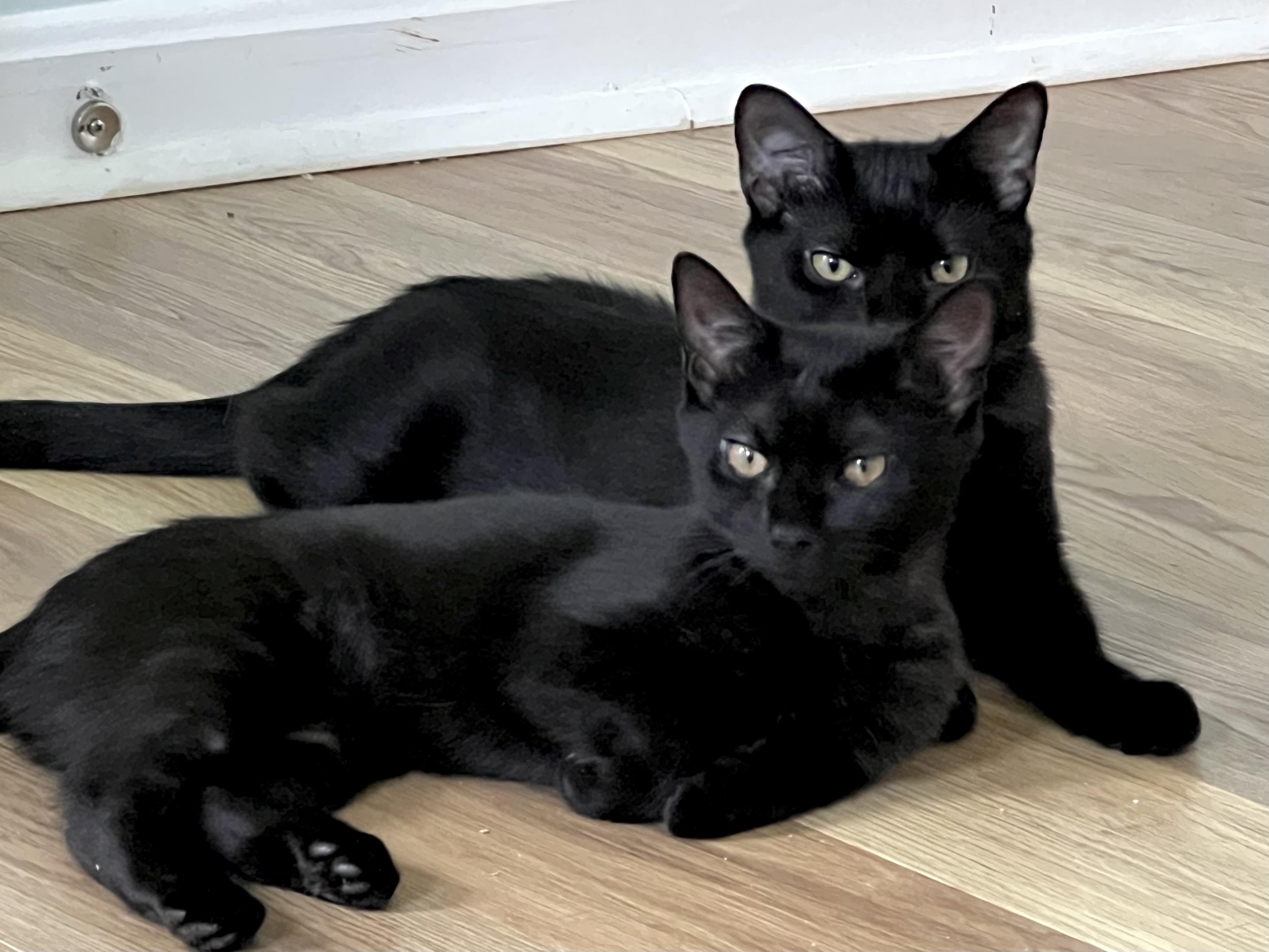 Enlarge Flare, a Adoptable Domestic Short Hair in Beltsville, MD image 5/5