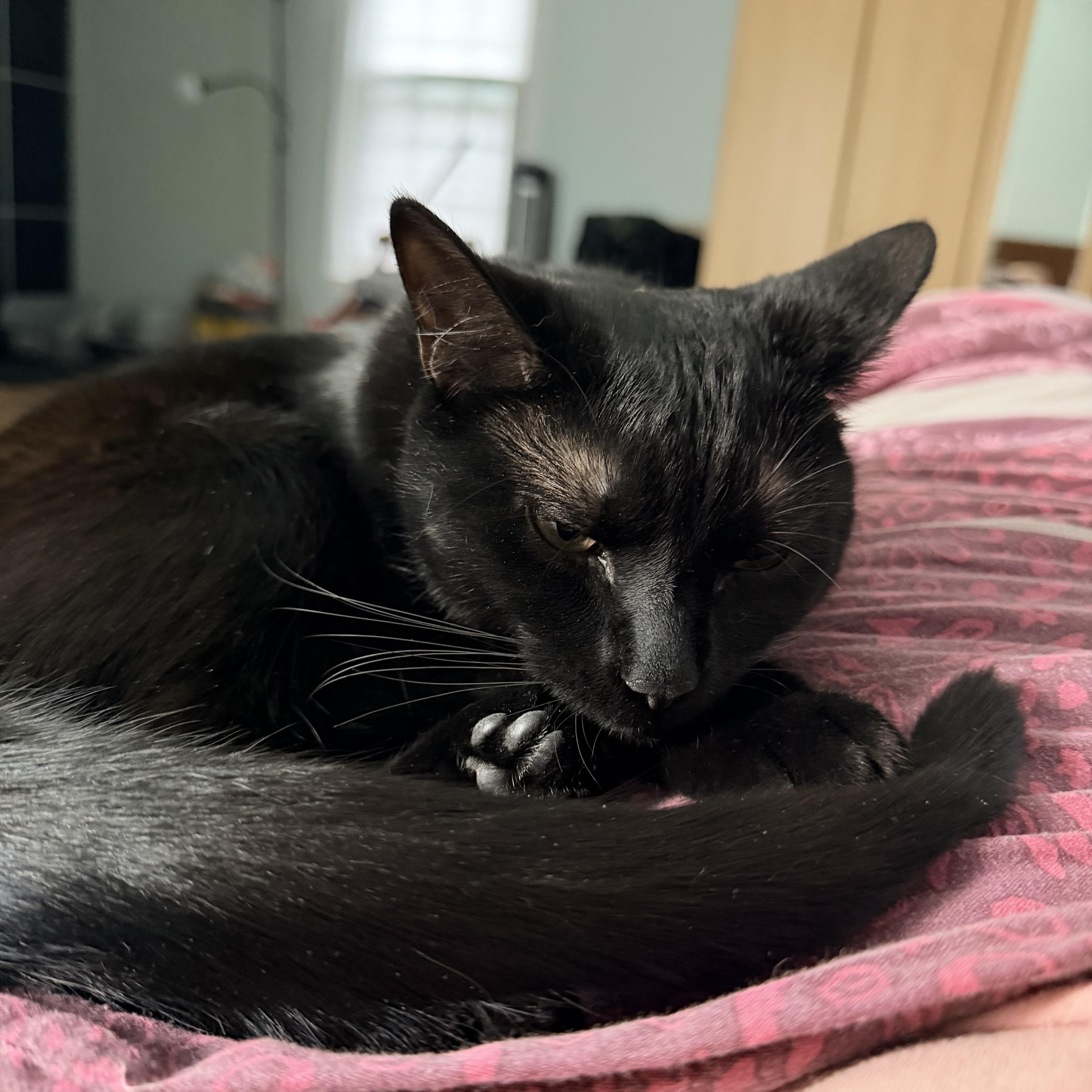 Flare, Adoptable, Kitten Female Domestic Short Hair.