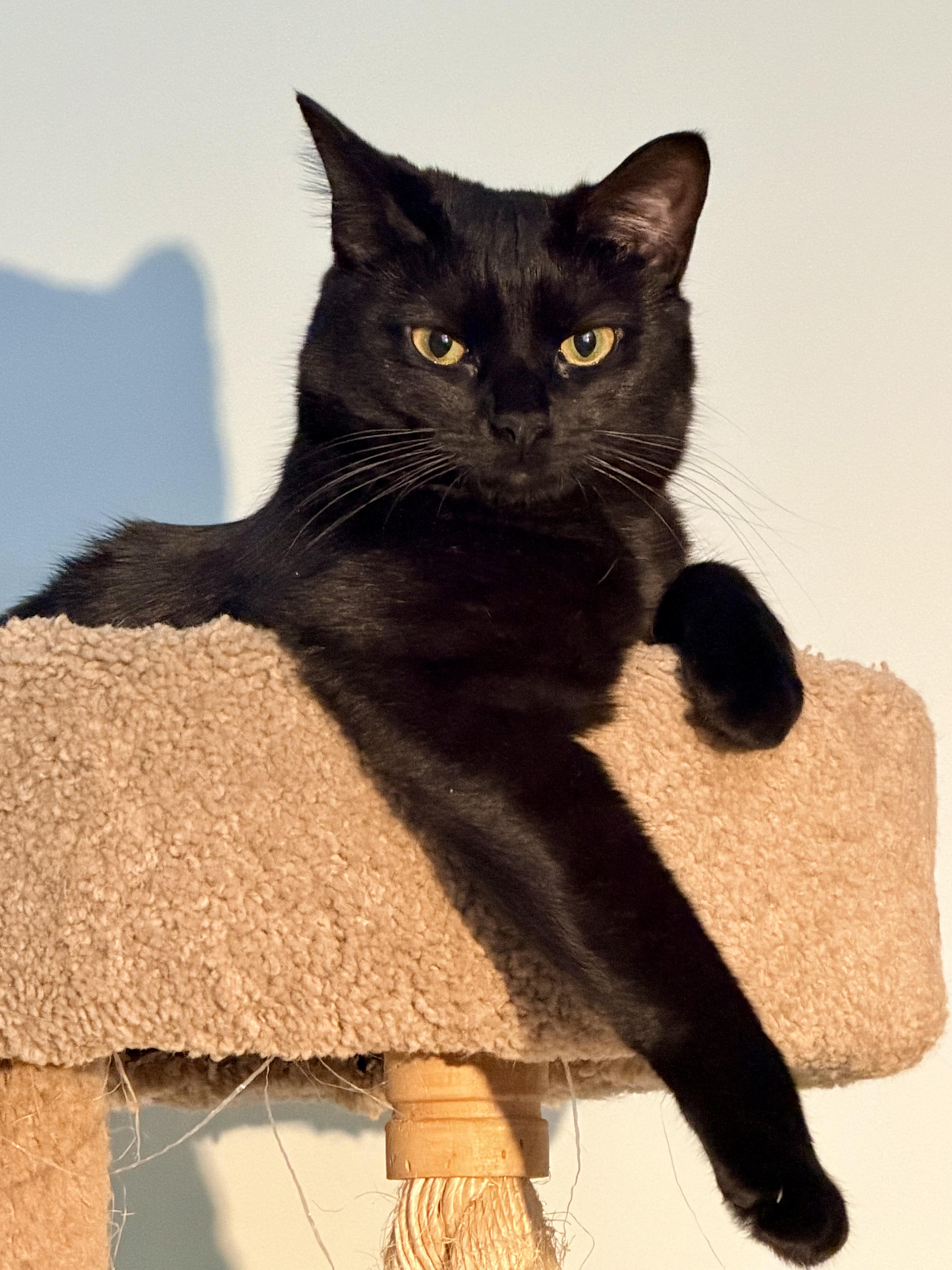 Enlarge Flare, a Adoptable Domestic Short Hair in Beltsville, MD image 2/6