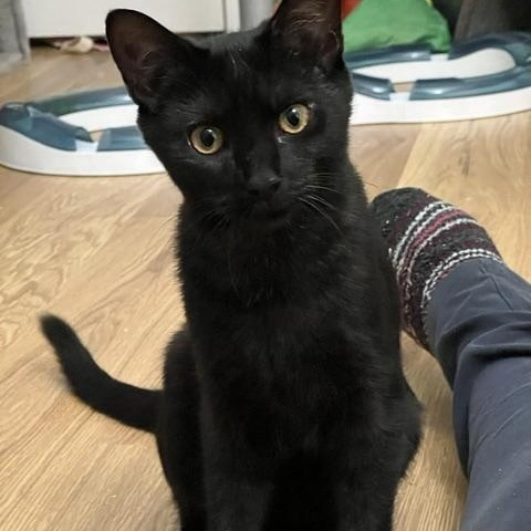 Enlarge Flare, a Adoptable Domestic Short Hair in Beltsville, MD image 2/5