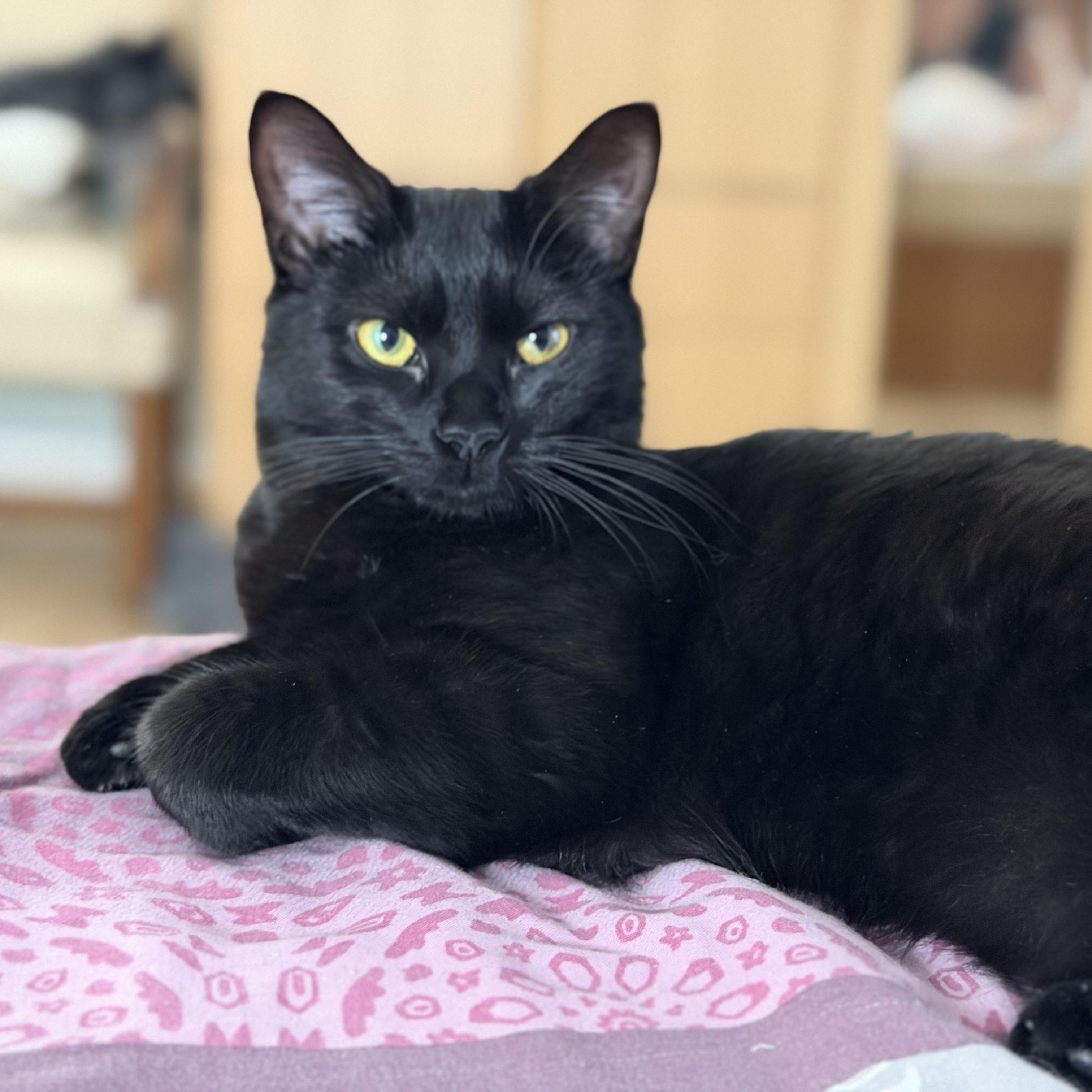 Flare, Adoptable, Kitten Female Domestic Short Hair.