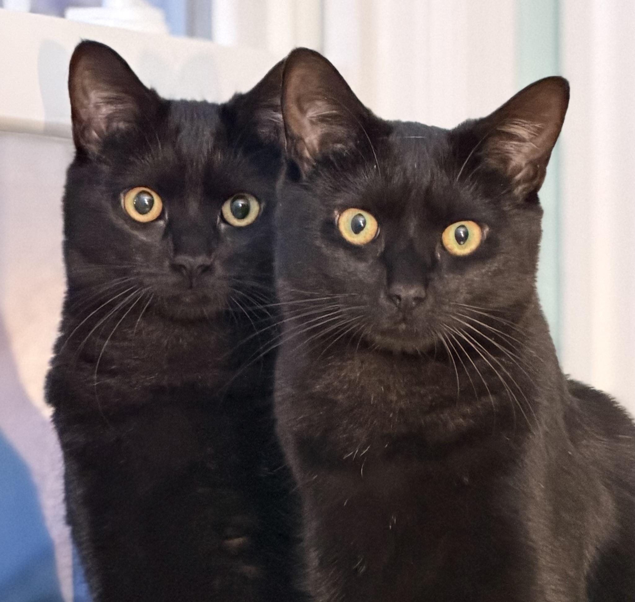 Flare, a Adoptable Domestic Short Hair in Beltsville, MD image 4/6