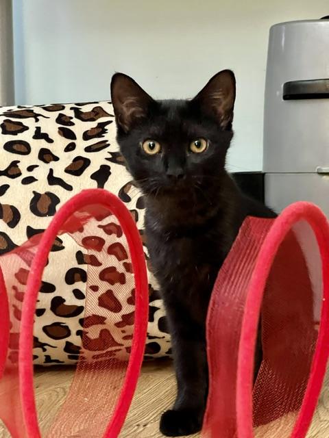 Flare, Adoptable, Kitten Female Domestic Short Hair.