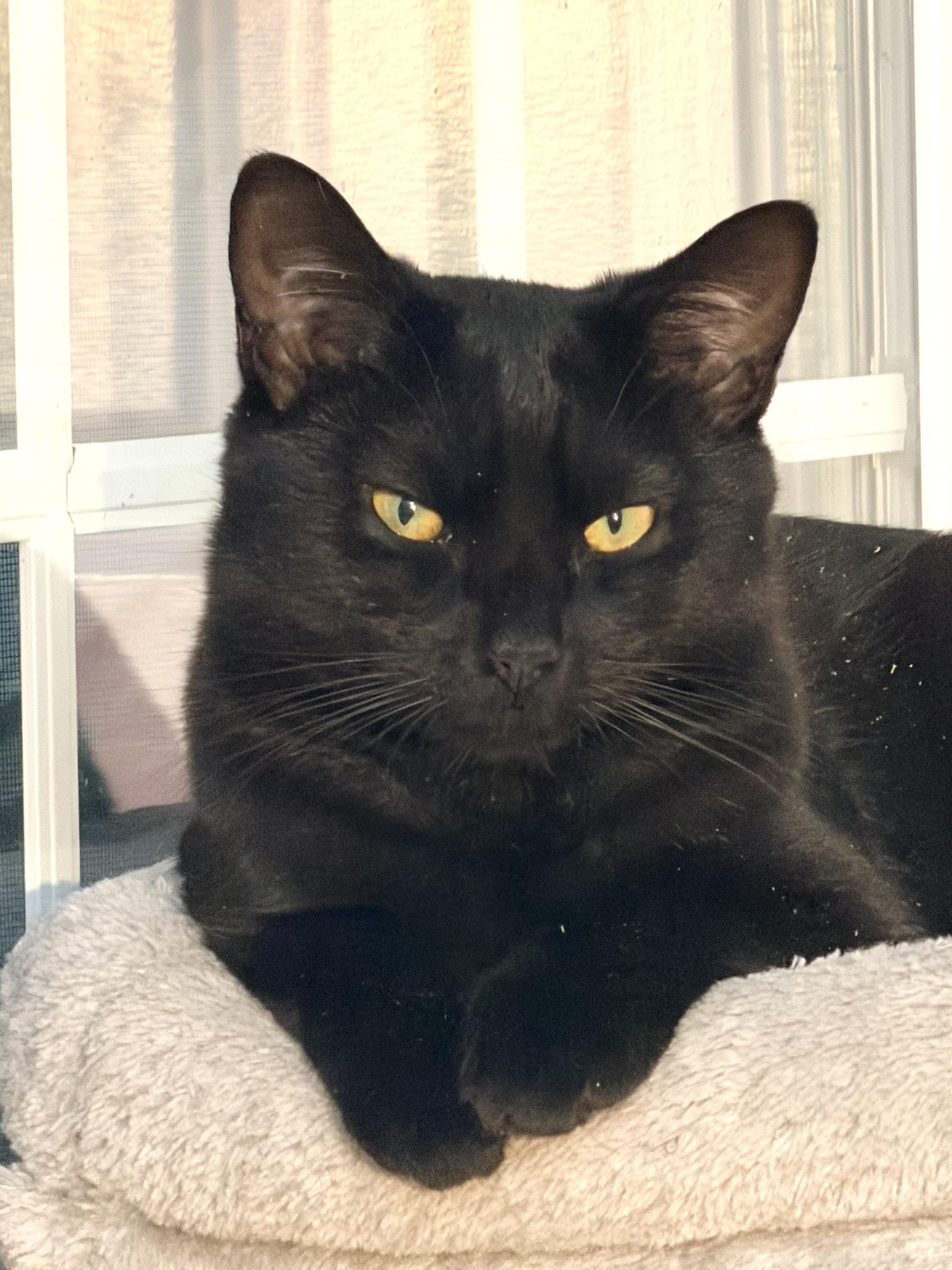 Flare, a Adoptable Domestic Short Hair in Beltsville, MD image 2/6